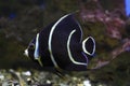 French angelfish