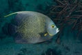 French Angelfish Royalty Free Stock Photo