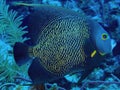 French Angelfish Royalty Free Stock Photo