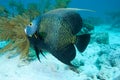 French Angelfish Royalty Free Stock Photo