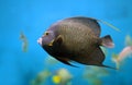 French Angelfish Royalty Free Stock Photo