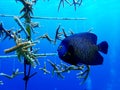 French Angelfish Bonaire in coral nursery Royalty Free Stock Photo