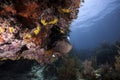 French Angelfish on Coral Reef Royalty Free Stock Photo