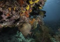 French Angelfish on Coral Reef