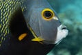 French Angelfish on Caribbean Coral Reef - Face Closeup Royalty Free Stock Photo