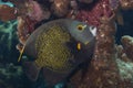 French Angelfish on Caribbean Coral Reef Royalty Free Stock Photo