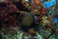 French angelfish on coral reef underwater Royalty Free Stock Photo