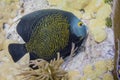 French Angelfish Royalty Free Stock Photo