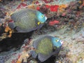 A French Angelfish Pair Swim Along a Coral Reef in the Caribbean Sea Royalty Free Stock Photo