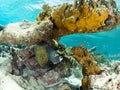 French angelfish, Pomacanthus paru. Bonaire, Caribbean Diving holiday Royalty Free Stock Photo