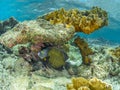 French angelfish, Pomacanthus paru. Bonaire, Caribbean Diving holiday Royalty Free Stock Photo