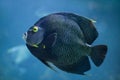 French angelfish Pomacanthus paru. Royalty Free Stock Photo