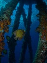 French angelfish, Pomacanthus paru, at Salt Pier in Bonaire Royalty Free Stock Photo