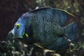 French angelfish Pomacanthus paru Royalty Free Stock Photo