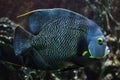 French angelfish Pomacanthus paru Royalty Free Stock Photo