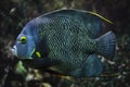 French angelfish Pomacanthus paru Royalty Free Stock Photo