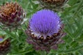 French artichoke Cynara cardunculus Violet De Provence, a purple flower