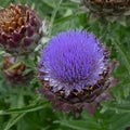 French artichoke Cynara cardunculus Violet De Provence, purple flower in close-up