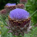 French artichoke Cynara cardunculus Violet De Provence, purple flowers