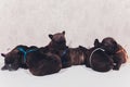 French baby bulldog puppies posing puppy sitting and looking to the side. Royalty Free Stock Photo