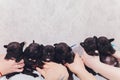 French baby bulldog puppies posing puppy sitting and looking to the side. Royalty Free Stock Photo