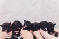French baby bulldog puppies posing puppy sitting and looking to the side. Royalty Free Stock Photo