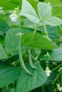 French beans plant Royalty Free Stock Photo