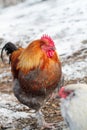 French Black Copper Marian Rooster on a Winter Day Royalty Free Stock Photo