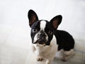 French Bouledogue