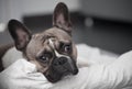 French bouledogue close-up Royalty Free Stock Photo