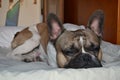 French bouledogue close-up