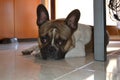 French bouledogue close-up Royalty Free Stock Photo