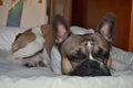 French bouledogue close-up