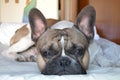 French bouledogue close-up Royalty Free Stock Photo