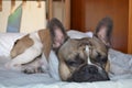 French bouledogue close-up