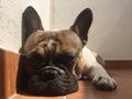 French bouledogue sleeping, bulldog, close-up