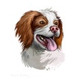 French Brittany, Brittany Spaniel, Brittany Wiegref, Epagneul Breton dog digital art illustration isolated on white background. UK