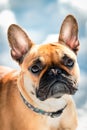 French buldog dog close-up portrait