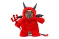 French Buldog dog with red devil Halloween costum wearing a fluffy full body suit with fake arms holding pitchfork