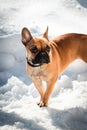 French buldog dog standing on snow