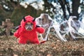 French Buldog dog wearing red Halloween devil costum with fake arms holding pitchfork, with devil tail, horns and black bat wings