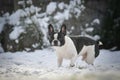 French buldog is running in the snow.