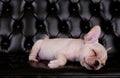 French bull dog asleeping on black sofa desk Royalty Free Stock Photo