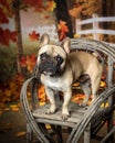 French bull dog in fall setting with leaves