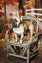 French bull dog in fall setting with leaves