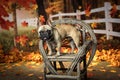 French bull dog in fall setting with leaves