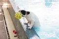 French Bull dog in pool