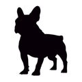 French bull dog silhouette isolated on a white background