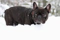 French bull dog in snow