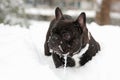 French bull dog in snow Royalty Free Stock Photo